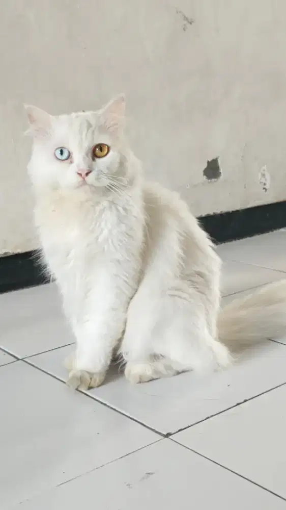 Kucing Persia ODD EYE
