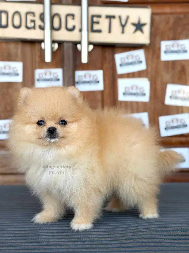 Pomeranian German Spitz Puppy Super Fluffy