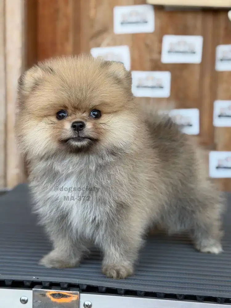 German Spitz Pomeranian Imut dan Aktif