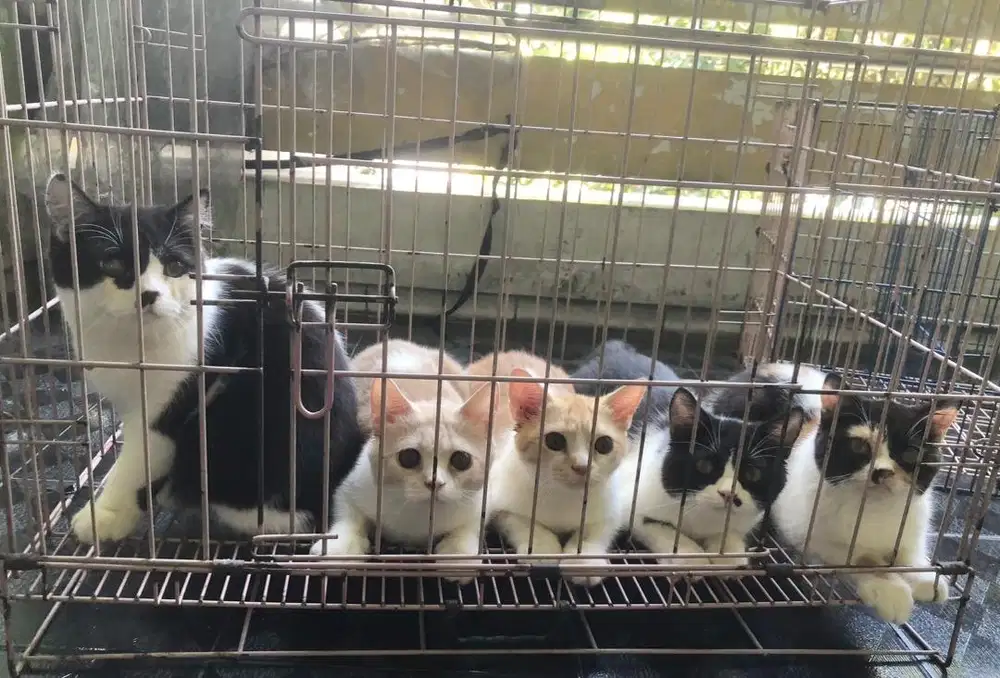 Kucing BSH Mix Exotic Jantan Lucuu