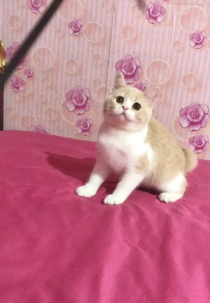 Kucing BSH Mix Exotic Jantan Gemoyy