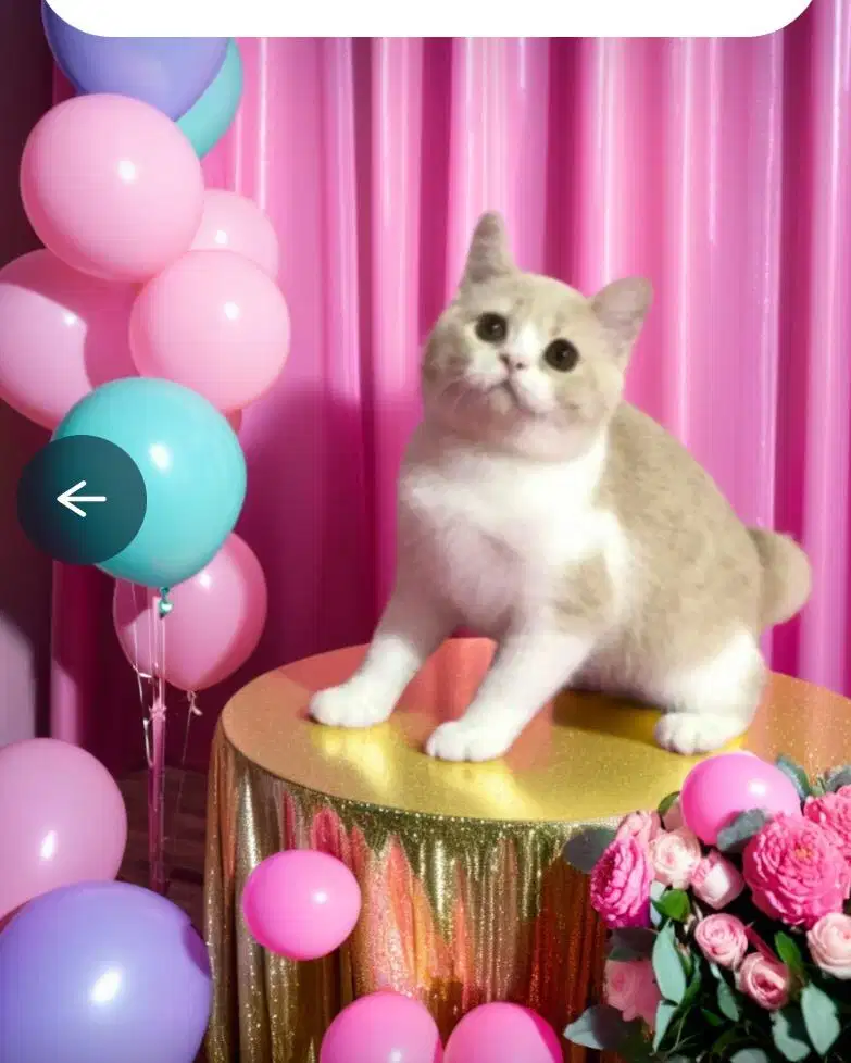Kucing BSH Mix Exotic Jantan Gemoyy