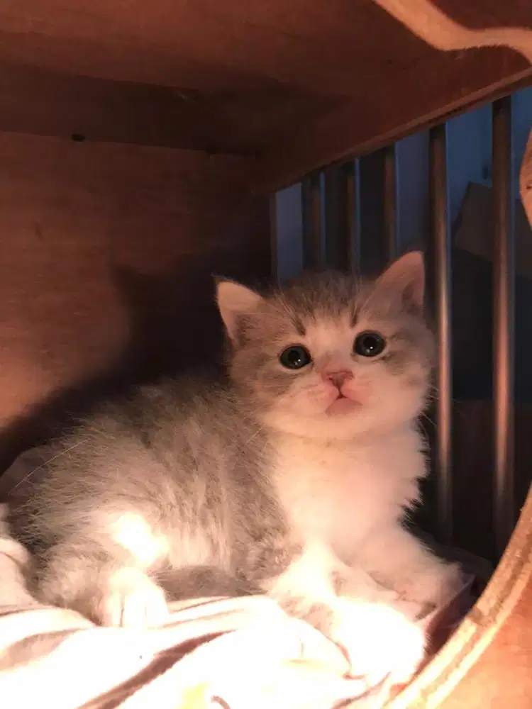 Kucing british shorthair x scottish fold kitten jantan