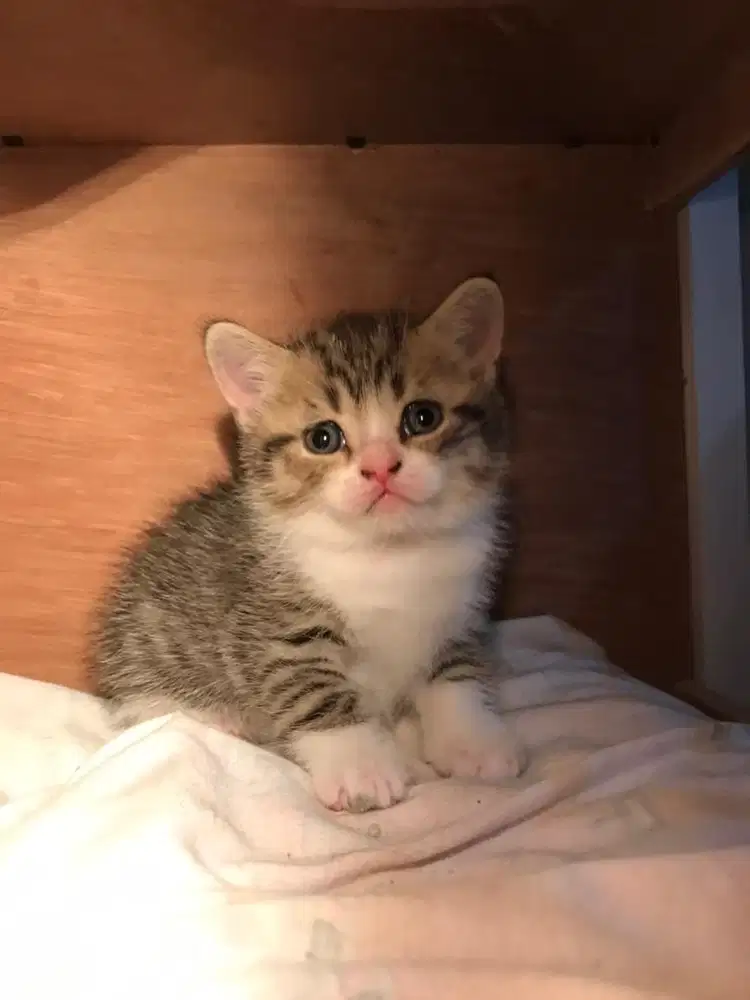 Kucing scottish x british shorthair kitten betina