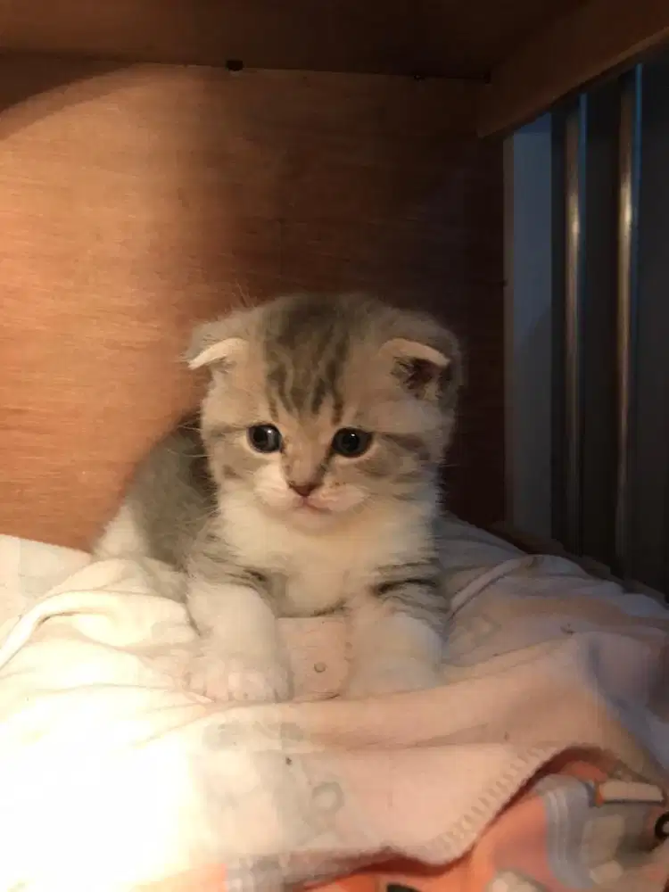 Kucing scottish fold x britis shorthair jantan kitten