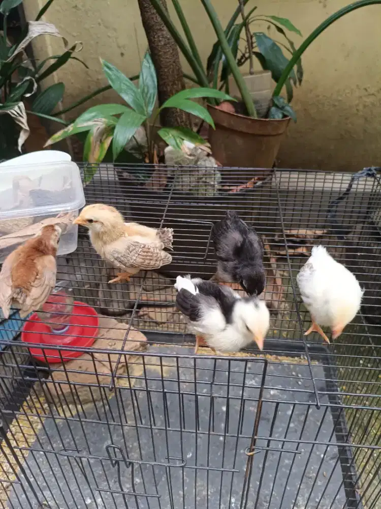 Anak ayam Kate ori
