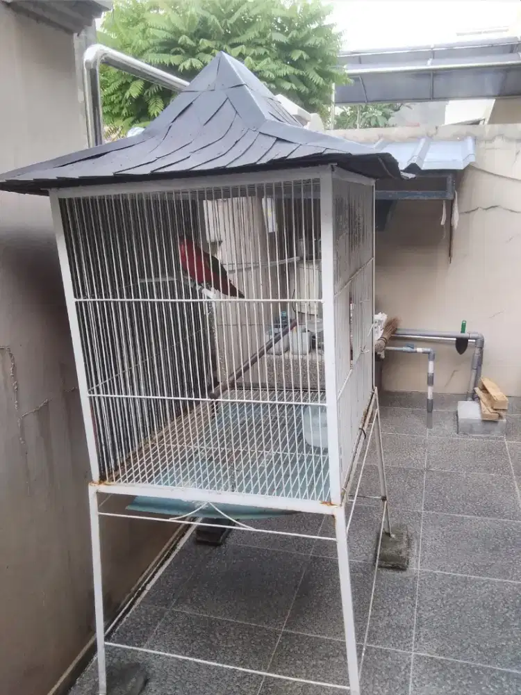 Burung parbeng jinak gacor .