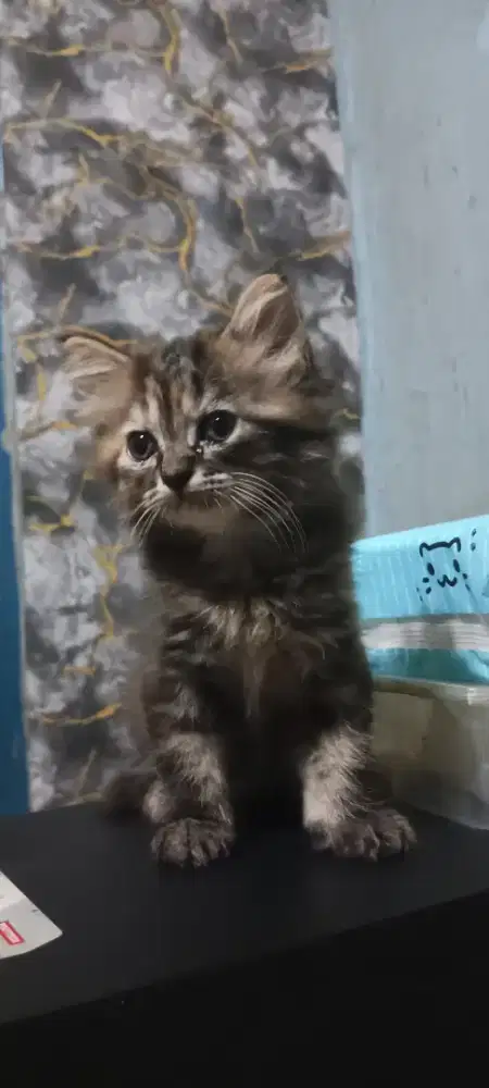Kitten persia Medium