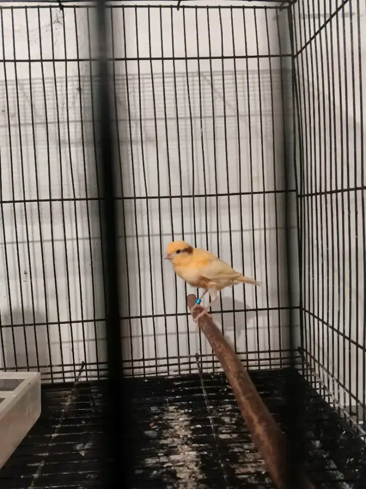 Burung faud kenari