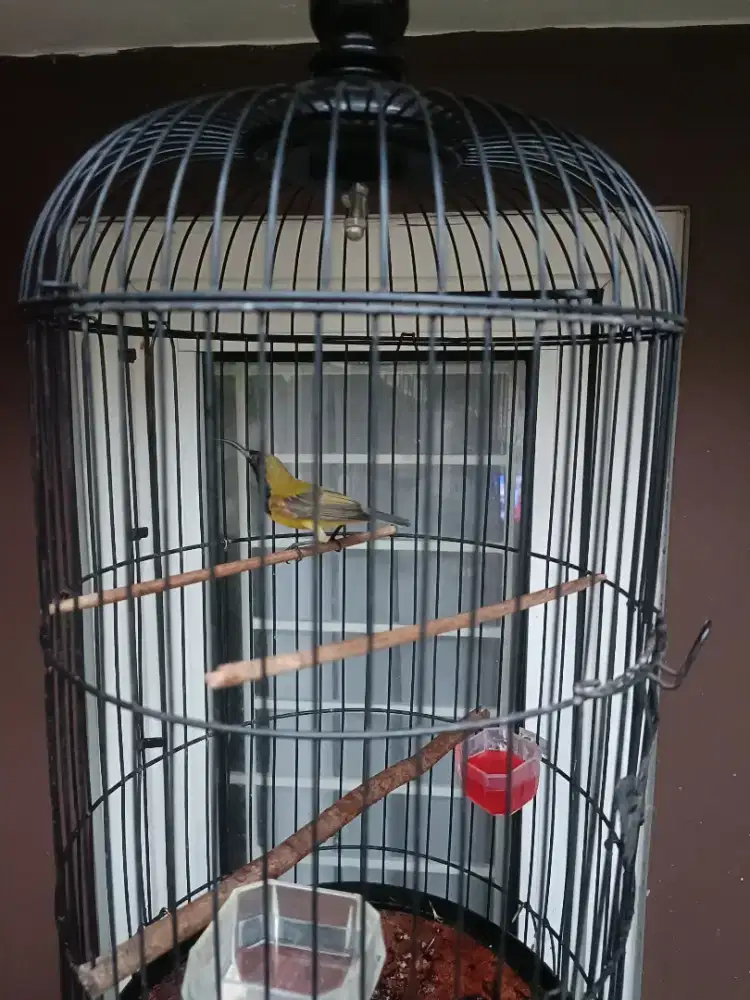 Burung Kolibri jenis sogon