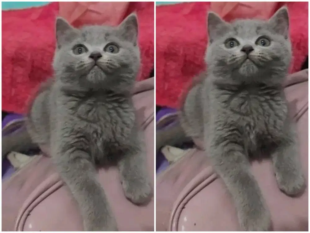 Kucing kitten British shorthair bluesolid betina pure