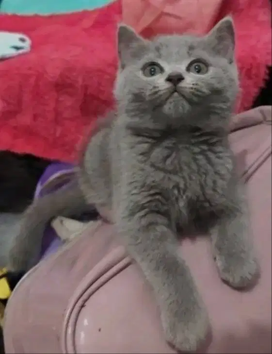 Kucing kitten British shorthair Betina