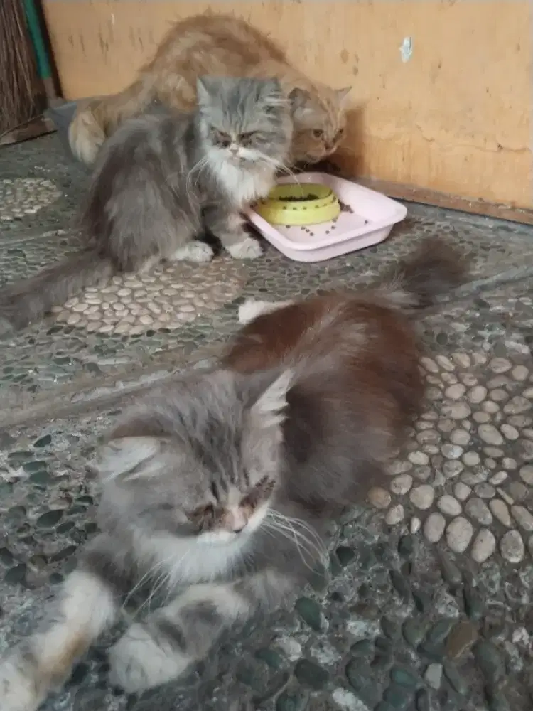 Kucing persia doll face