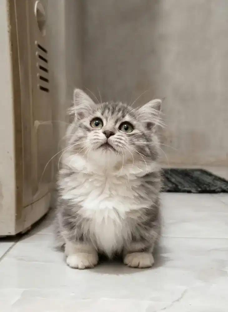 Munchkin betina 3 bln