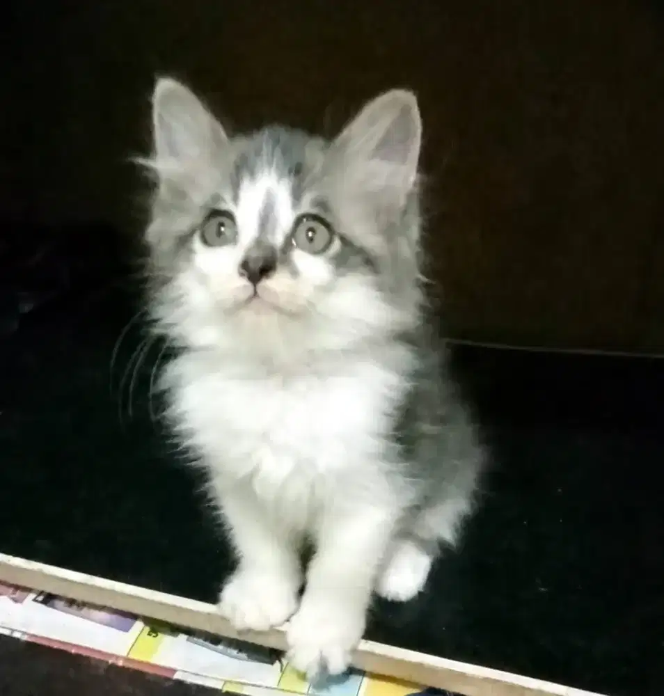 Kucing kitten Persia mixdom kitten