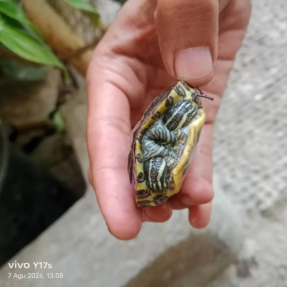 Jual kura kura brazil