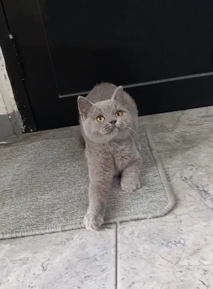 BRITISH SHORTHAIR / BSH BLUE