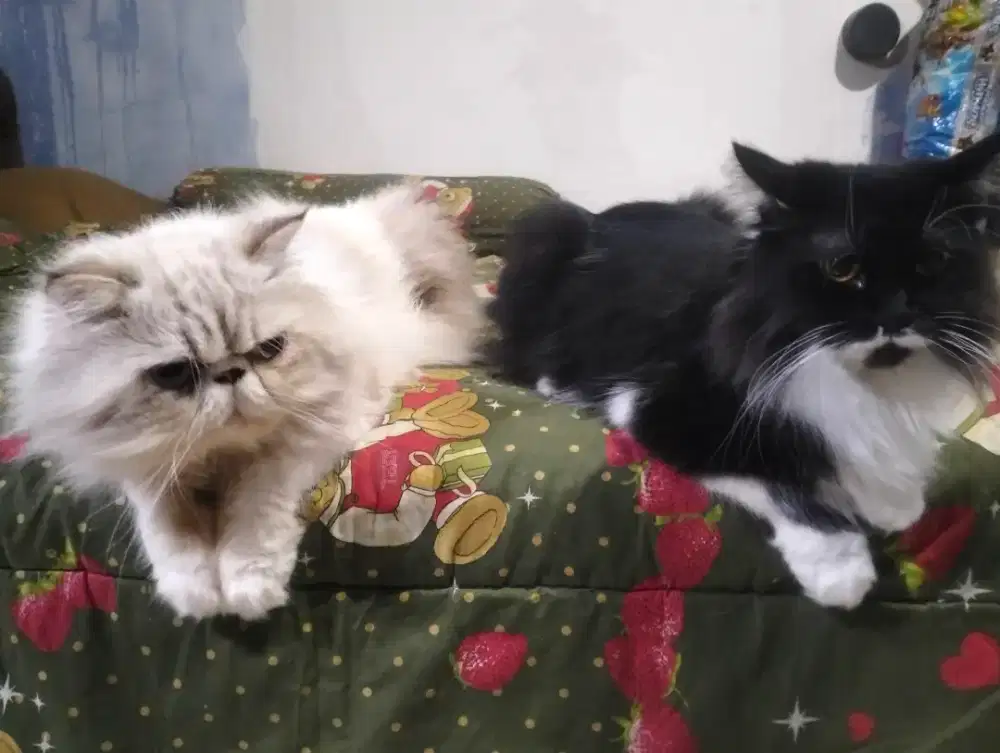 Lepas adopsi Anabul pesek dan mancung