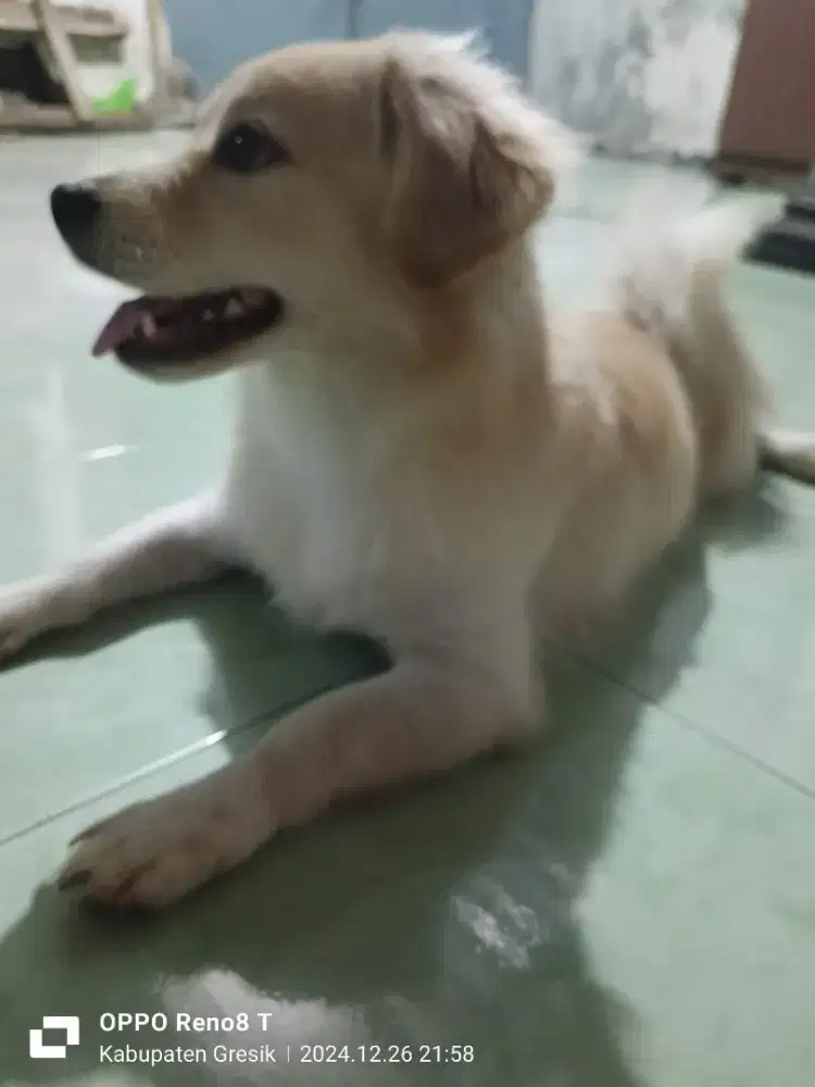 Anjing Ras Kecil