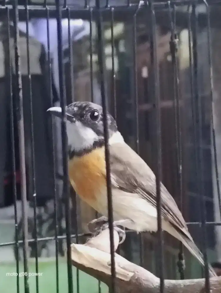 Burung Bimoli Jantan