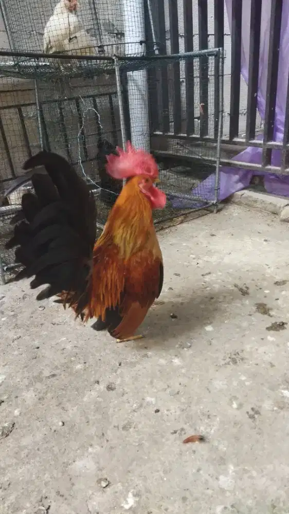 Jual Ayam Kate | PDR