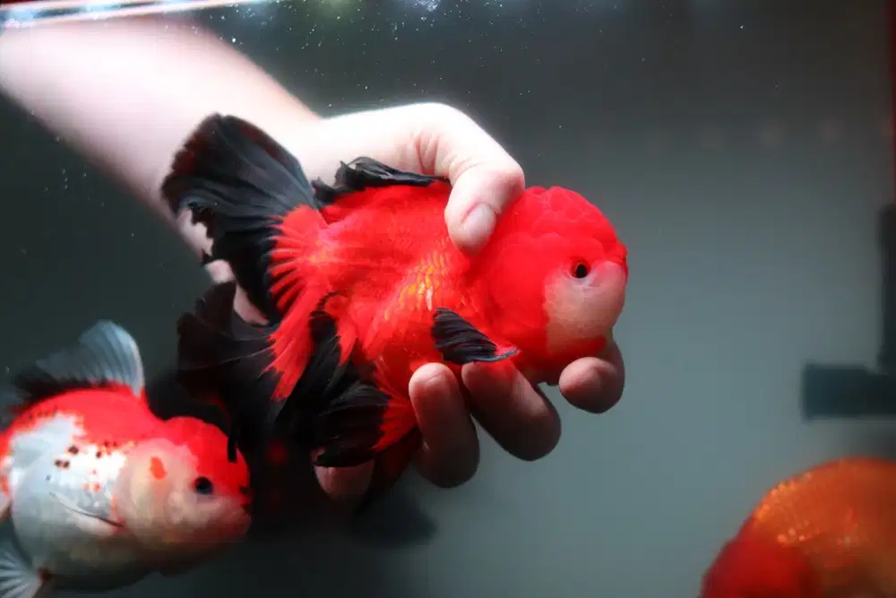 Jual ikan koki oranda
