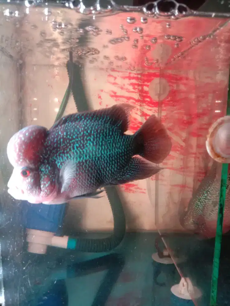 Ikan lohan ukuran 4 jari
