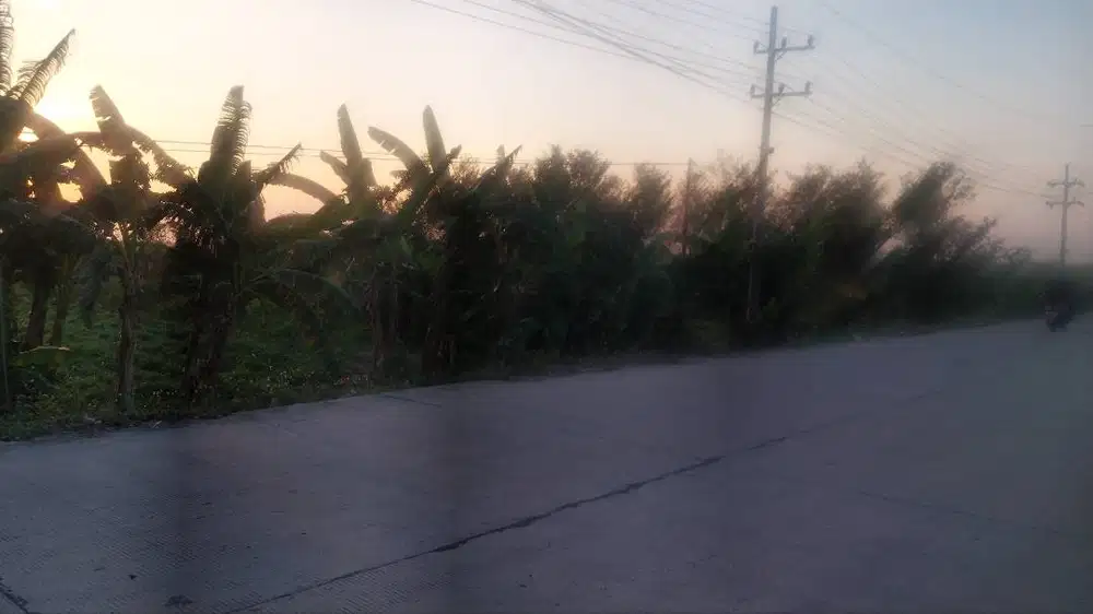 Dijual Sawah di Jalan Raya Bangsal Mojoanyar
