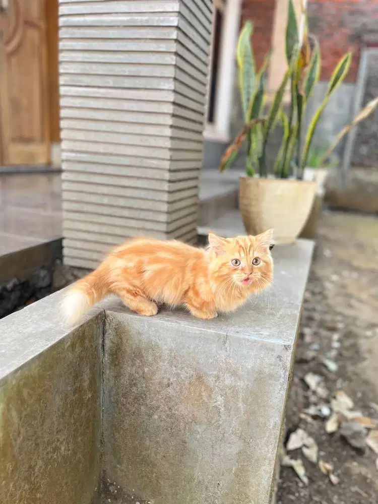 Kucing munchkin kitten minuet cebol