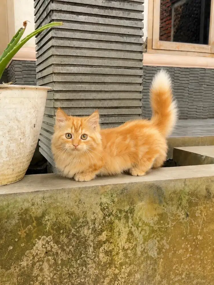 Kucing kitten munchkin minuet cebol