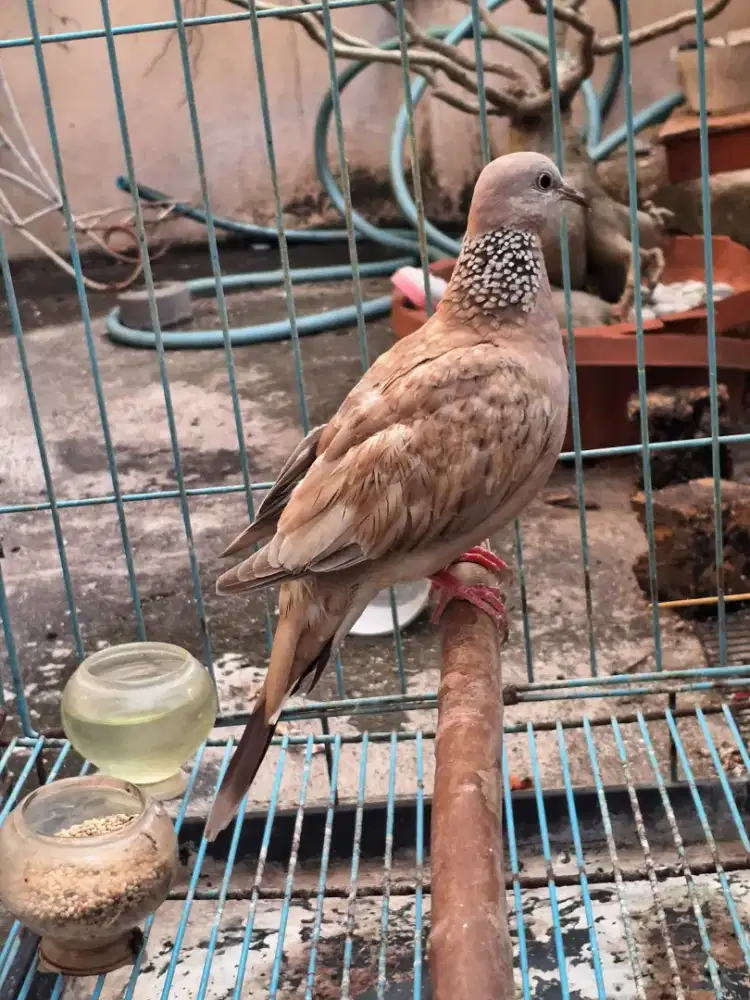 Tekukur Derkuku Merah Kalung Hitam