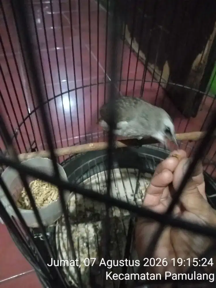 Burung trucukan jinak