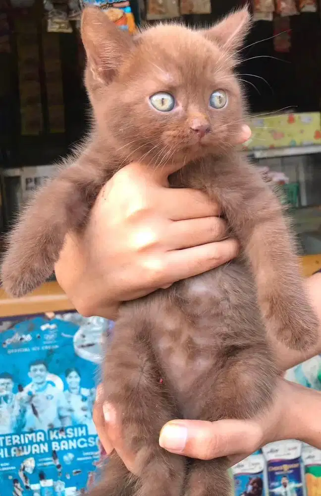 Kucing british shorthair bsh british short hair