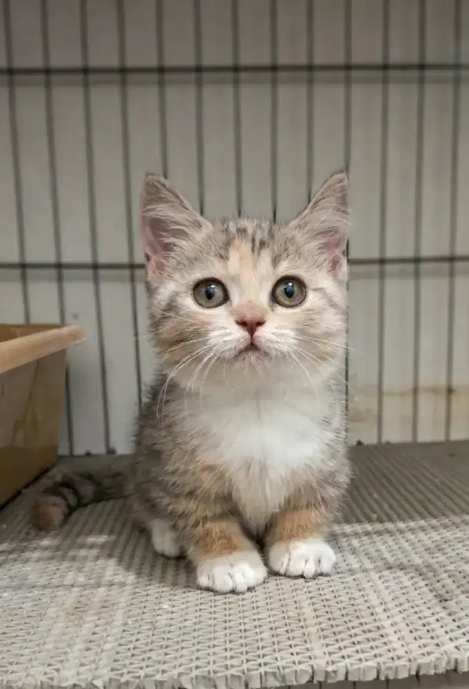 Munchkin Bsh Betina