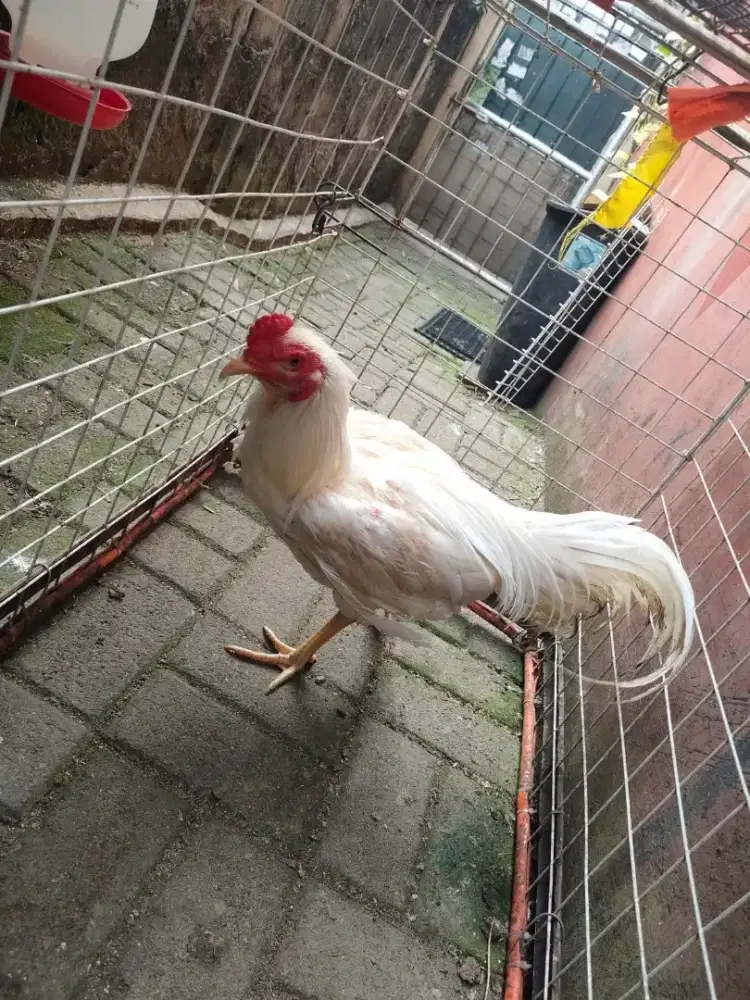 ayam Bangkok/potong