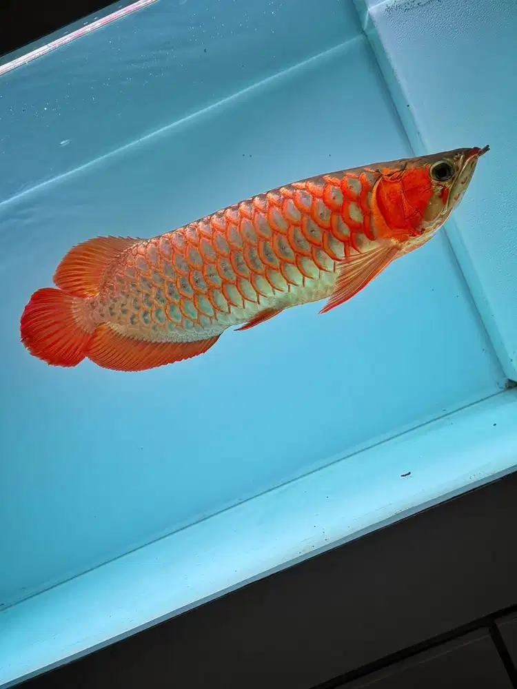 Jual Ikan Arwana Super Red