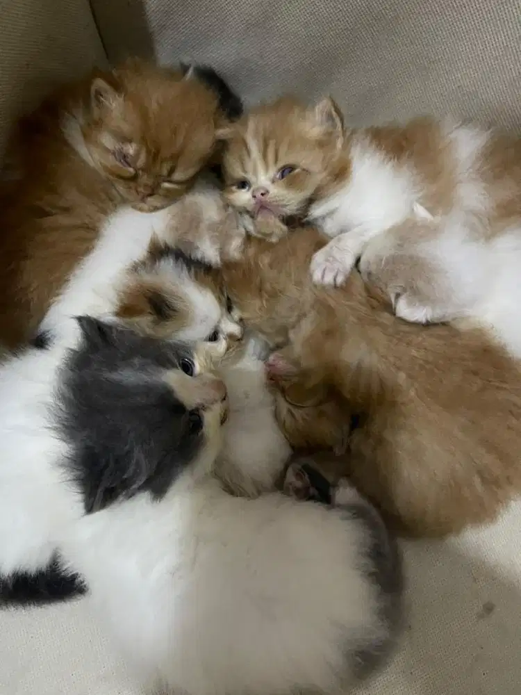 Dijual Anakan Kucing Persia