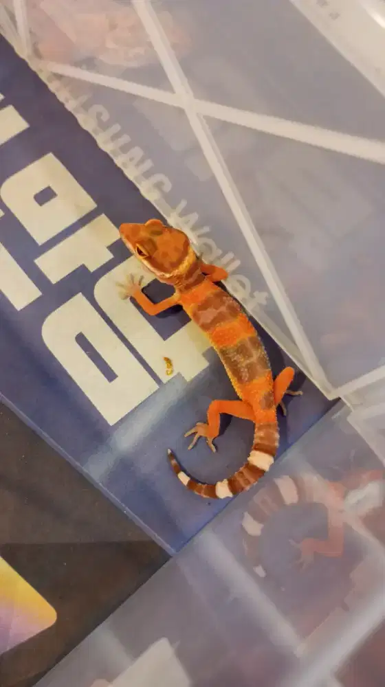 Gecko Baby Tremper Levender Cerah