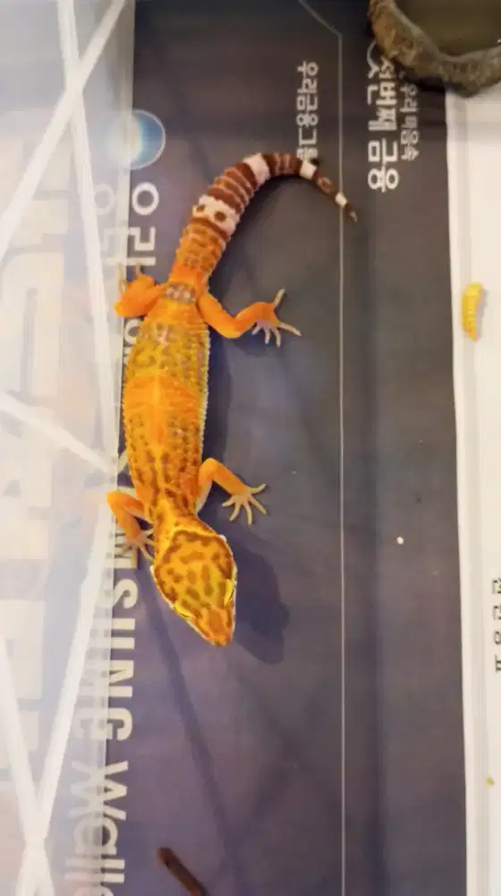 Gecko Baby up Warna Oren Cerah