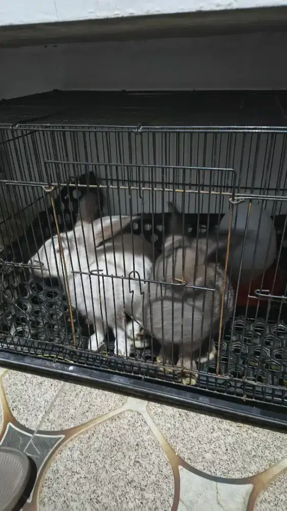 Kelinci Lokal sepasang