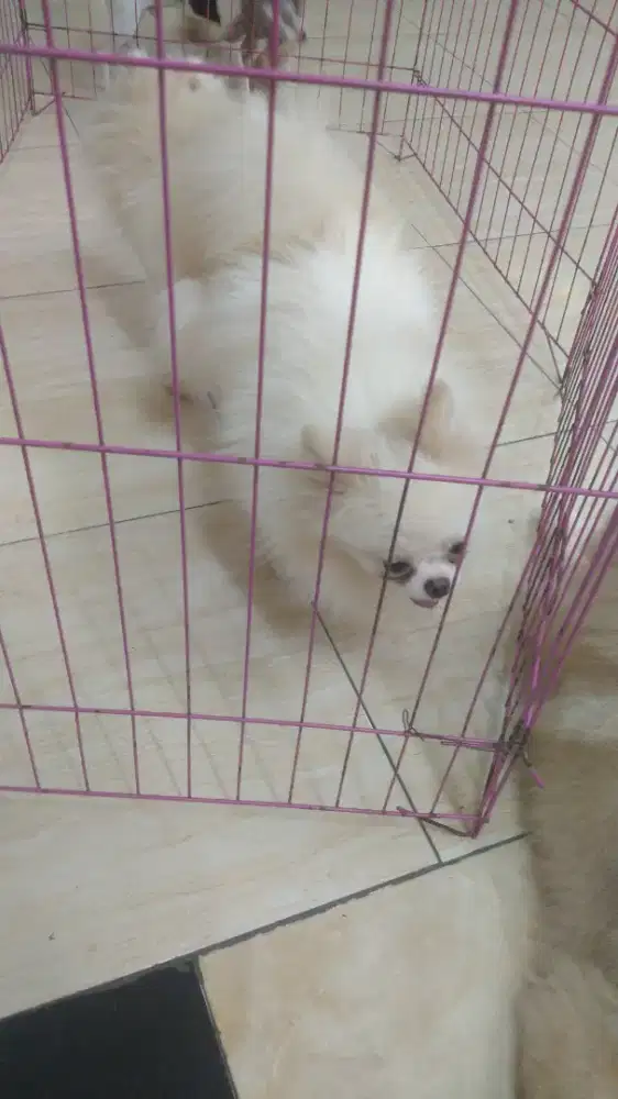 Anjing super mini pom