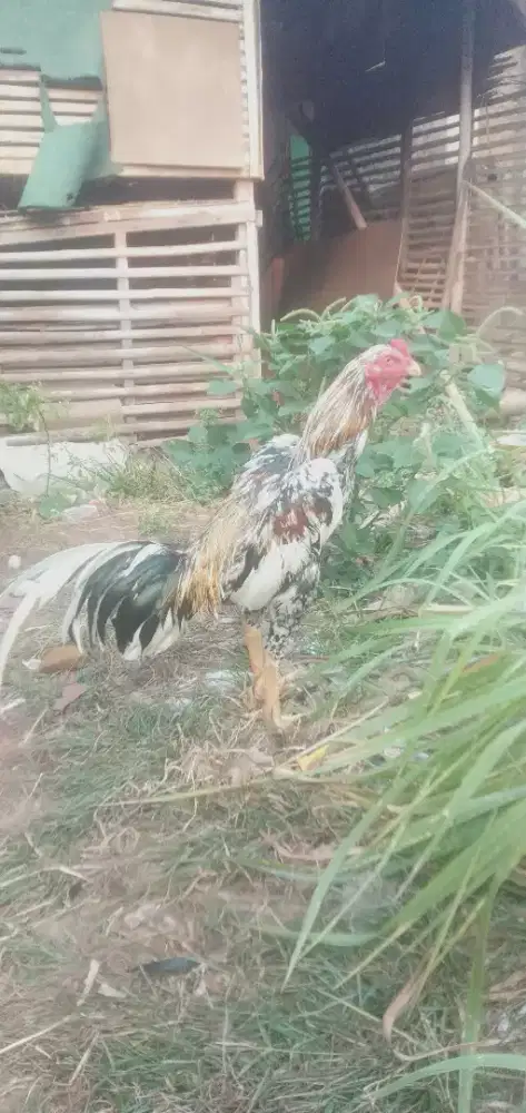 Ayam Bangkok Brumbun gresh
