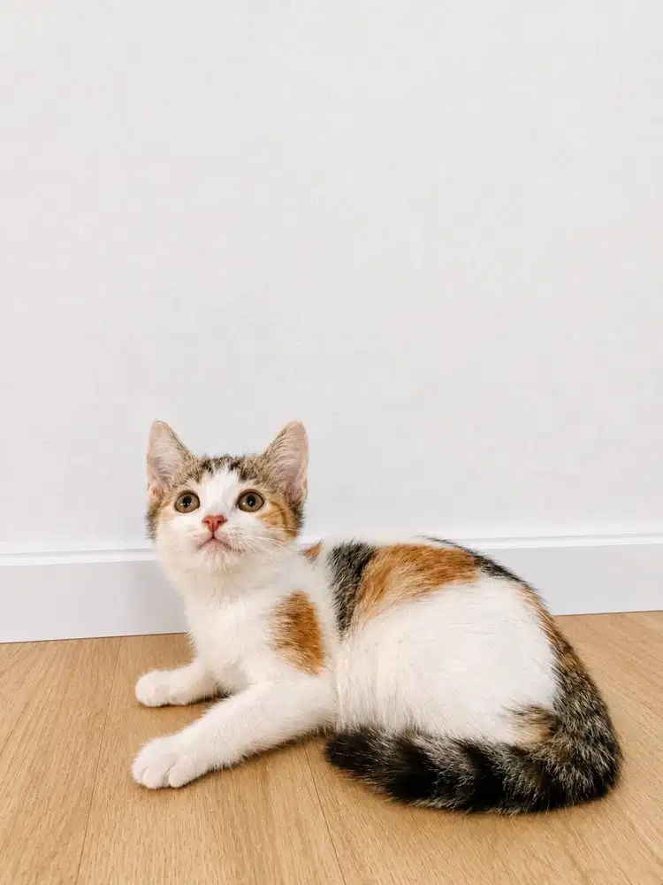 british shorthair bsh calico tabby line ped