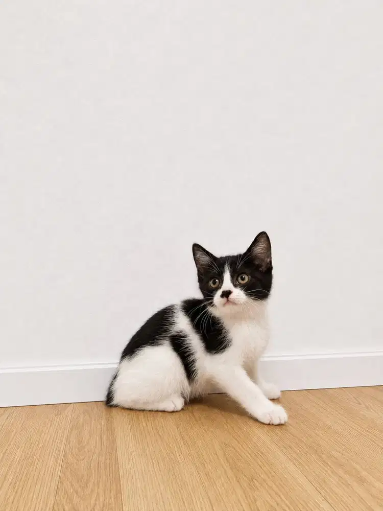 british shorthair bsh black bicolor tuxedo jantan line ped