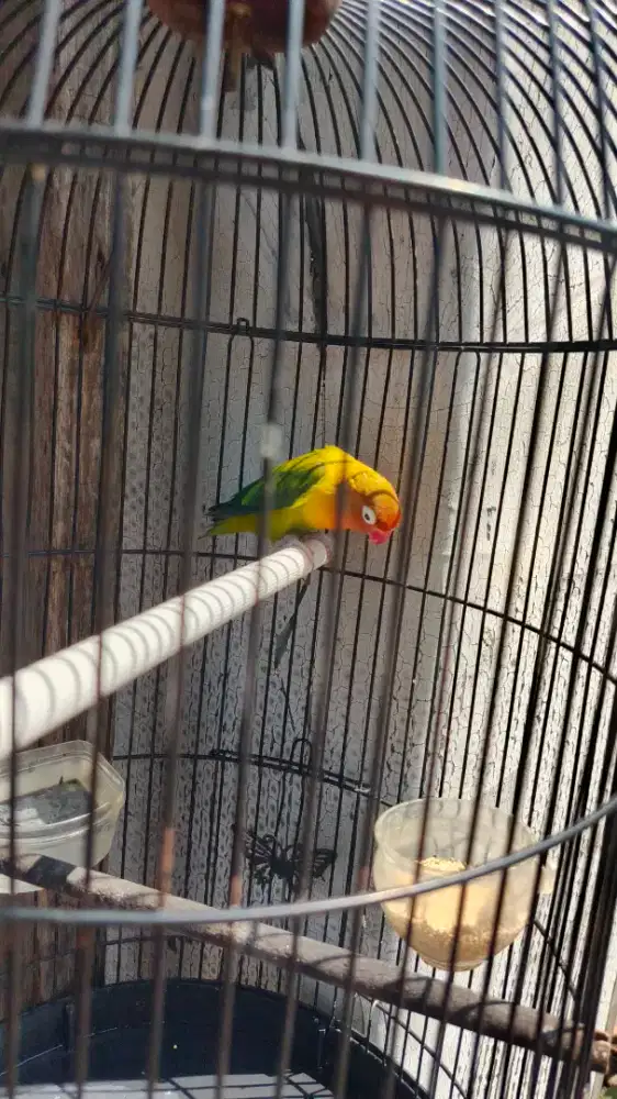 Lovebird LB LB LB