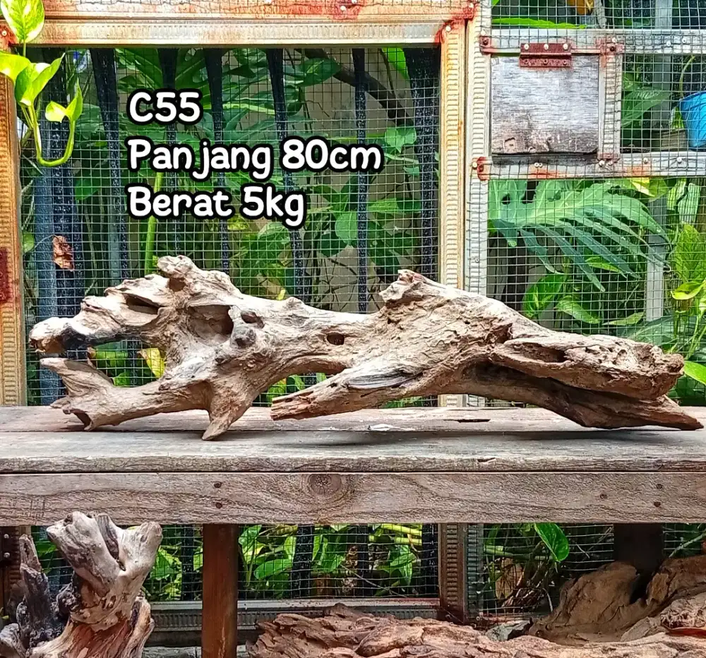 KAYU FOSIL LAUT HIASAN AQUARIUM KAYU AQUASCAPE TERRARIUM
