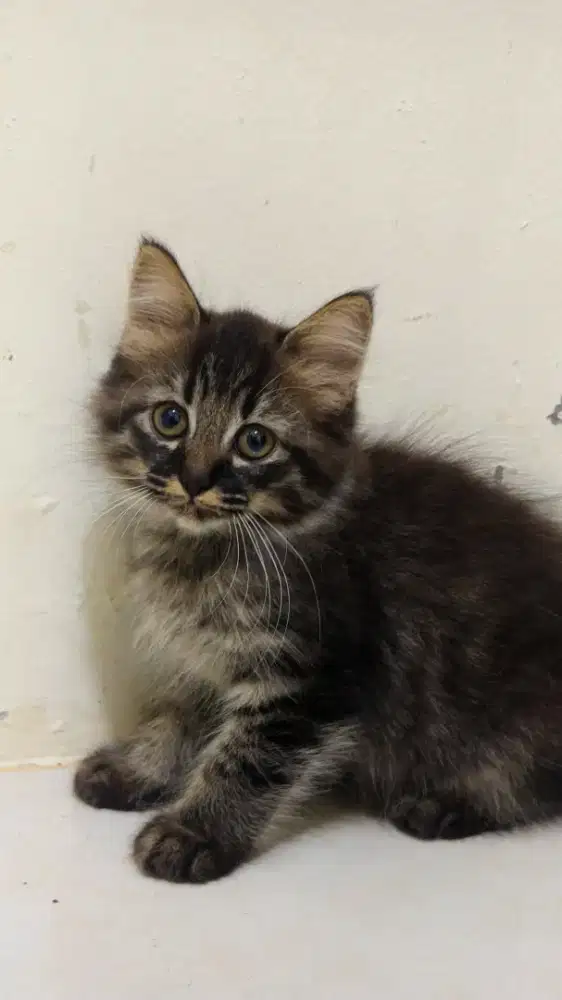 Kitten / Anak Kucing Persia (Jantan)