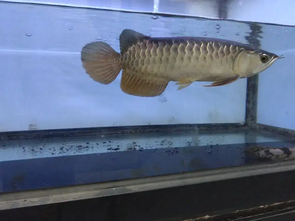 Arwana golden hb