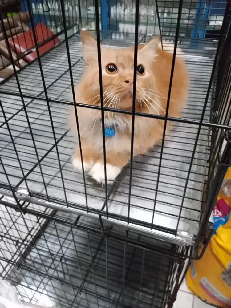 Kucing Maincoone Persia Murah Banget