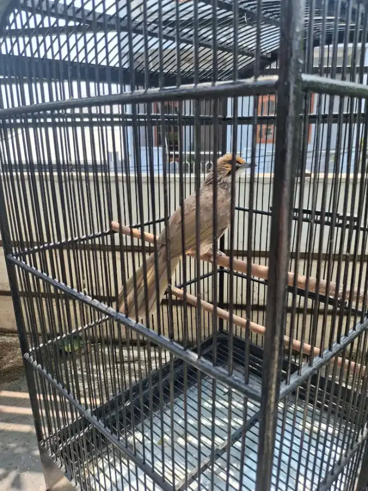 CUCAK ROWO BETINA SIAP TERNAK